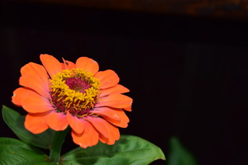Zinnien
