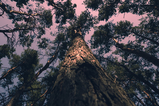 Fototapeta Magic landscape with pine tree and dramatic sky, toned