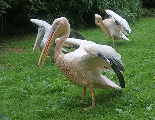 A group of three great white pelicans on the green grass waved their wings