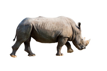 Rhinoceros. isolated on white background with clipping path