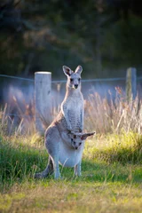 Fotobehang Kangaroo and Joey © Steve Harris