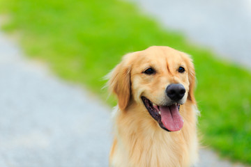 ゴールデンレトリバー