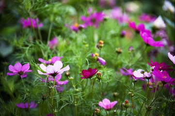 Obraz premium Cosmos . Field of pink, red, lilac chamomiles .. Summer background, floral pattern 