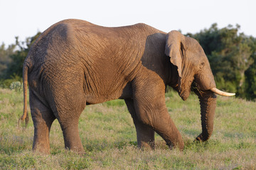 African Bush Elephant, Addo Elephant National Park