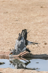 Hard earned drink of water.