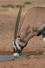 Gemsbok horns are a reputable weapon. If you throw a marble at one they are able to hit it away...