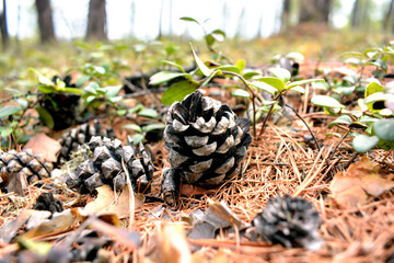 Cone in the forest on a fallen needle