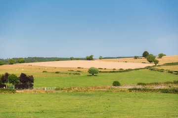     Isolated tree in a field, white cows, campaign in France 
