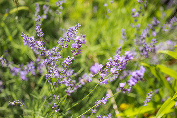 Obraz premium Lavender flowers in green grass