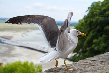 Möwe