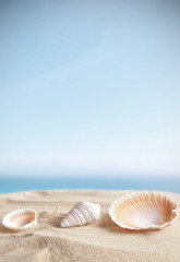 Obraz na płótnie Canvas Sea shells on sand background