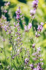 Lavender flowers in green grass