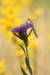 Mantis religiosa
