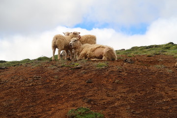 Obraz premium Lambs