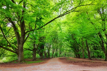 Foto op Plexiglas Beautiful green trees in spring in the Amsterdam forest (Amsterdamse bos) © dennisvdwater