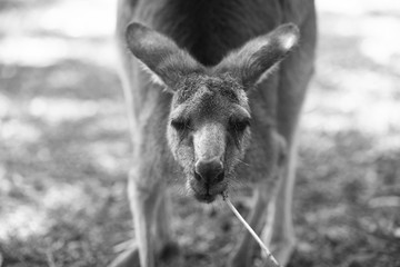 Kangaroo outside during the day.