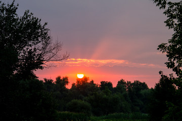 Fototapeta na wymiar Bright solar disk over a trees at sunrise