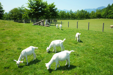 牧場のヤギ