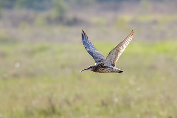 Eurasian Curlew (Numenius arquata) flying, in flight low across sunny heathland in sunshine