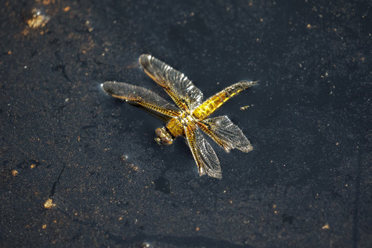 Dead Four-spotted Chaser dragonfly insect (Libellula quadrimaculata) floating on bog stagnant water