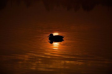 Kaczka na wodzie wschód zachód słońca
