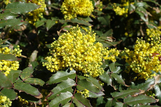 Florescence of holly leaved mahonia in spring