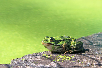 Fototapeta premium Frog on a wall