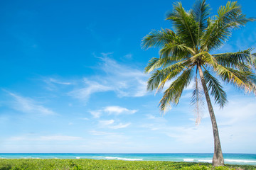 Coconut palms on the beach and blue sky.
