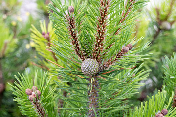 Junger Tannenzapfen am Baum