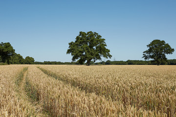 Field of barley with fresh wheel tracks