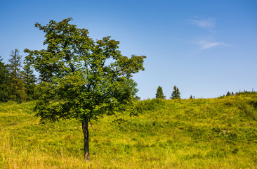 Fototapeta na wymiar tree on a mountain grassy hill side