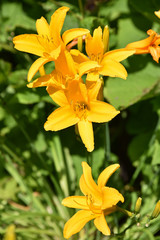 Hémérocalle jaune en été au jardin