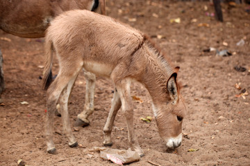 funny small donkey