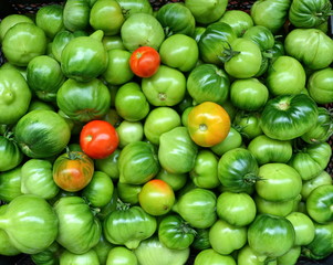 red and green tomatoes harvest background
