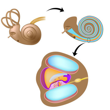 Anatomy of the cochlea of human ear, unlabeled