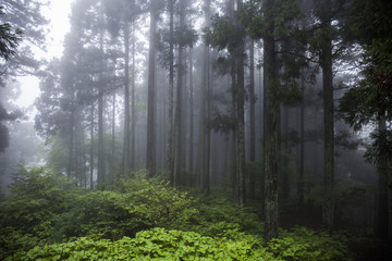 Fototapeta premium 比叡山 風景