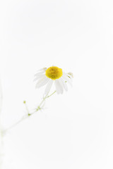 Delicate chamomile flowers