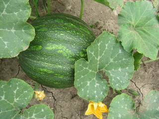 Vegetable pumpkin
