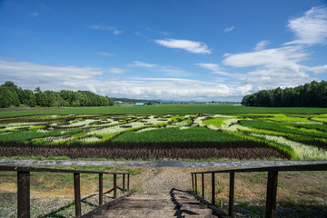 Beautiful Rice Field Art Landscape, Hokkaido