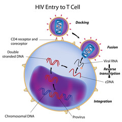 HIV entry to T cell - obrazy, fototapety, plakaty