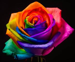 Fototapeta na wymiar Rainbow Rose
