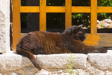 Cat basking on stonework near monastery in Mallorca, Spain