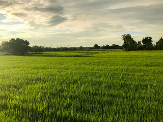 Obraz premium rice field in the evening sun