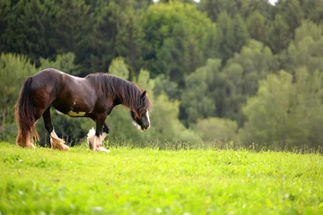 Fototapeten heavy horse, huge spotted  horse walking over the pasture © Grubärin