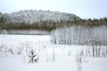 Landscape near Maselga village. Kargopol district. Arkhangelsk Oblast. Russia