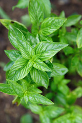 Plant basil green view from above