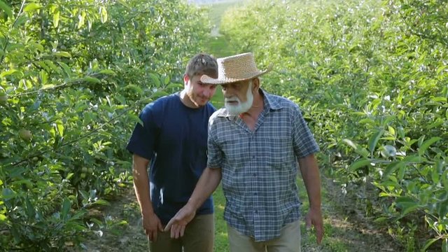 Experienced grandfather, teaching an interesting grandson, rows of apple trees