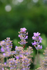 Blooming lavender in the afternoon. Flowers for phytotherapy