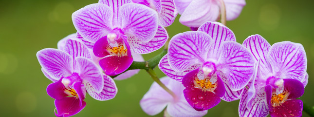 A close up of a pink orchid with water drops.