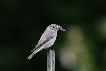 Fototapeta premium Spotted Flycatcher (Muscicapa striata) adult with food in mouth for young, perched on fence post in garden in rural Norfolk, England, UK, June 2016